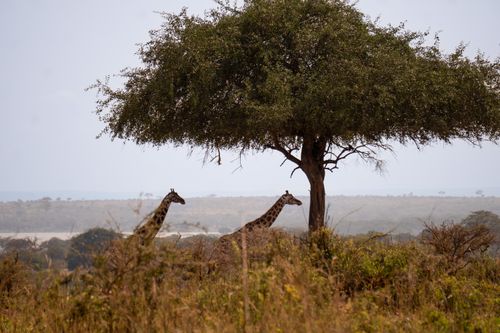 Free Giraffes grazing under a tree in a serene Ugandan savanna landscape. Stock Photo