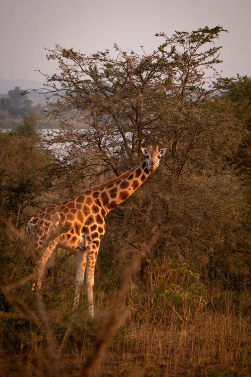 Free A majestic giraffe stands near acacia trees in Uganda's wilderness during sunrise. Stock Photo
