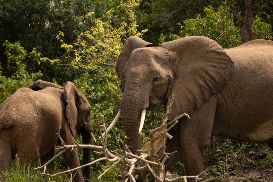 Close-up of African elephants foraging in lush Ugandan jungle, showcasing wildlife in their natural habitat.