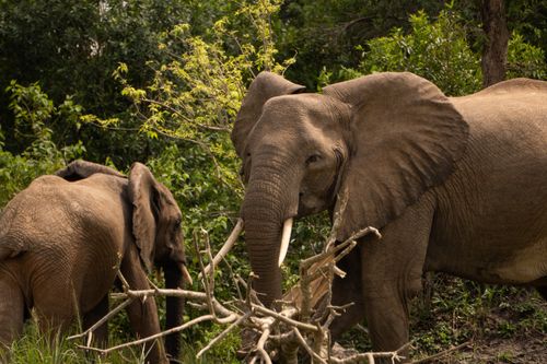 Free Close-up of African elephants foraging in lush Ugandan jungle, showcasing wildlife in their natural habitat. Stock Photo