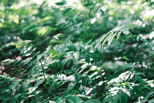 Free Sunlit forest greens with verdant leaves basking in natural light, creating a serene atmosphere. Stock Photo
