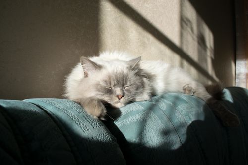 Free A fluffy cat sleeping peacefully on a sunlit couch indoors. Stock Photo
