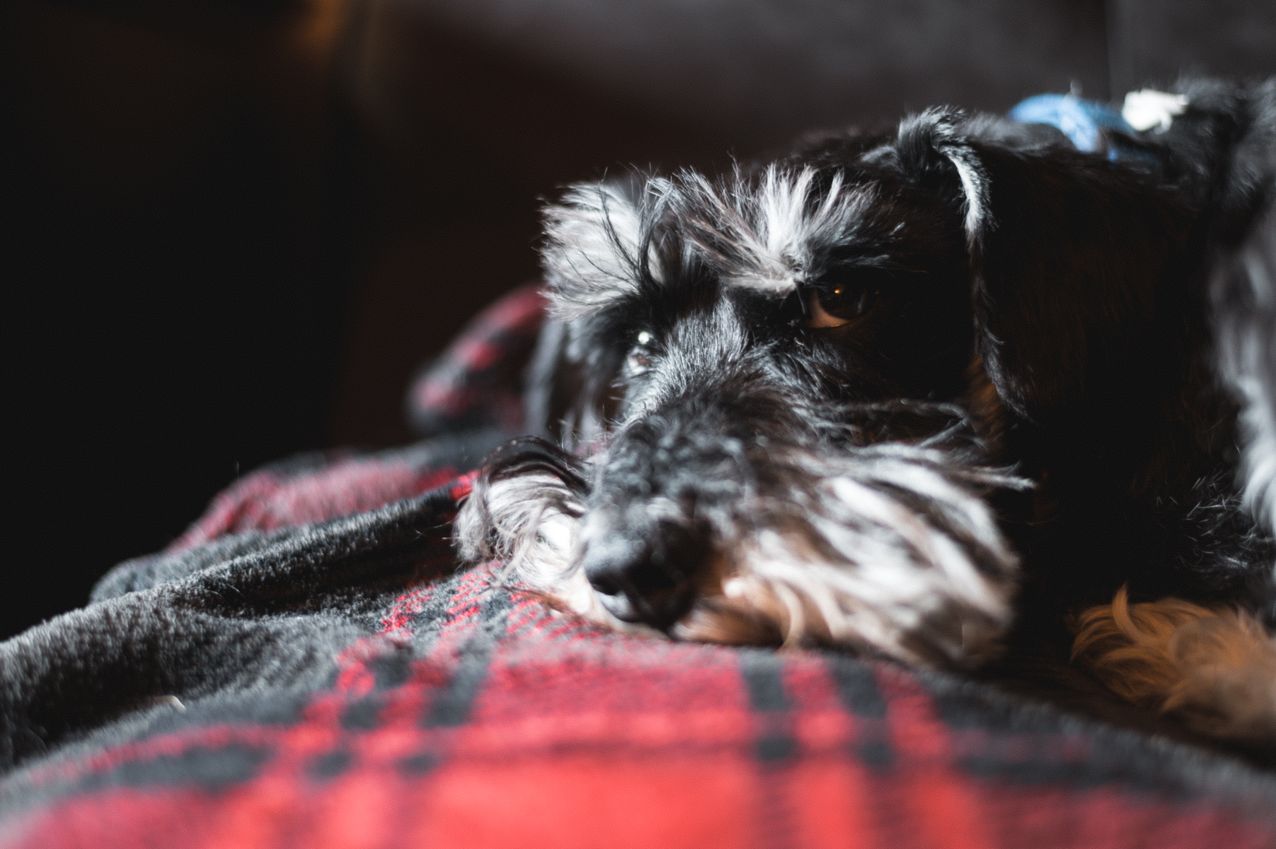 Schnauzer Size Chart Guide to Growth and Development