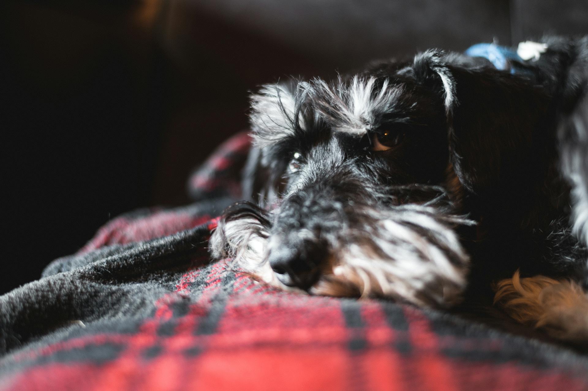 Svartvit miniatyr schnauzer valp som ligger