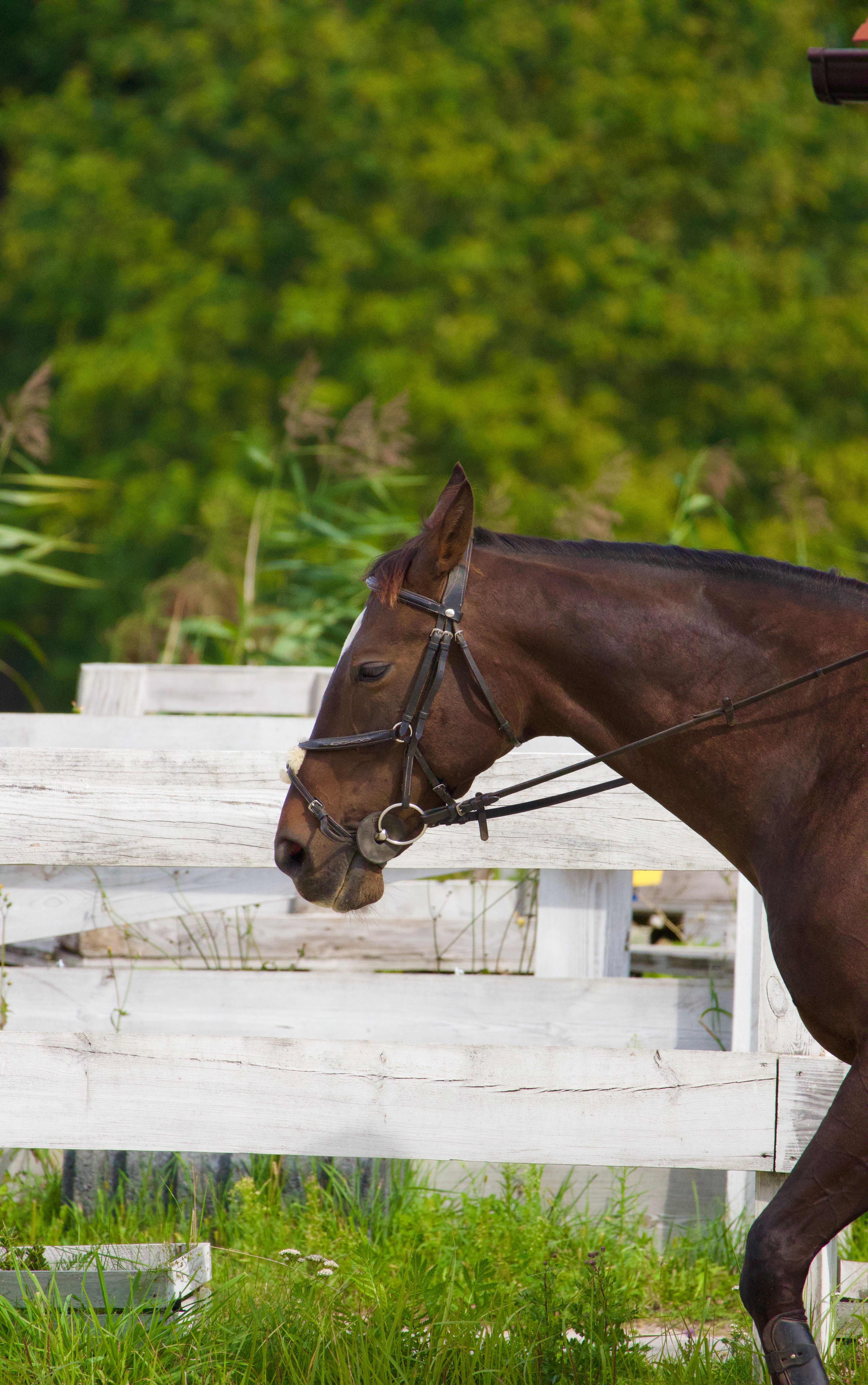 Brown horse wearing a bridle stands near a rustic white fence in lush greenery.