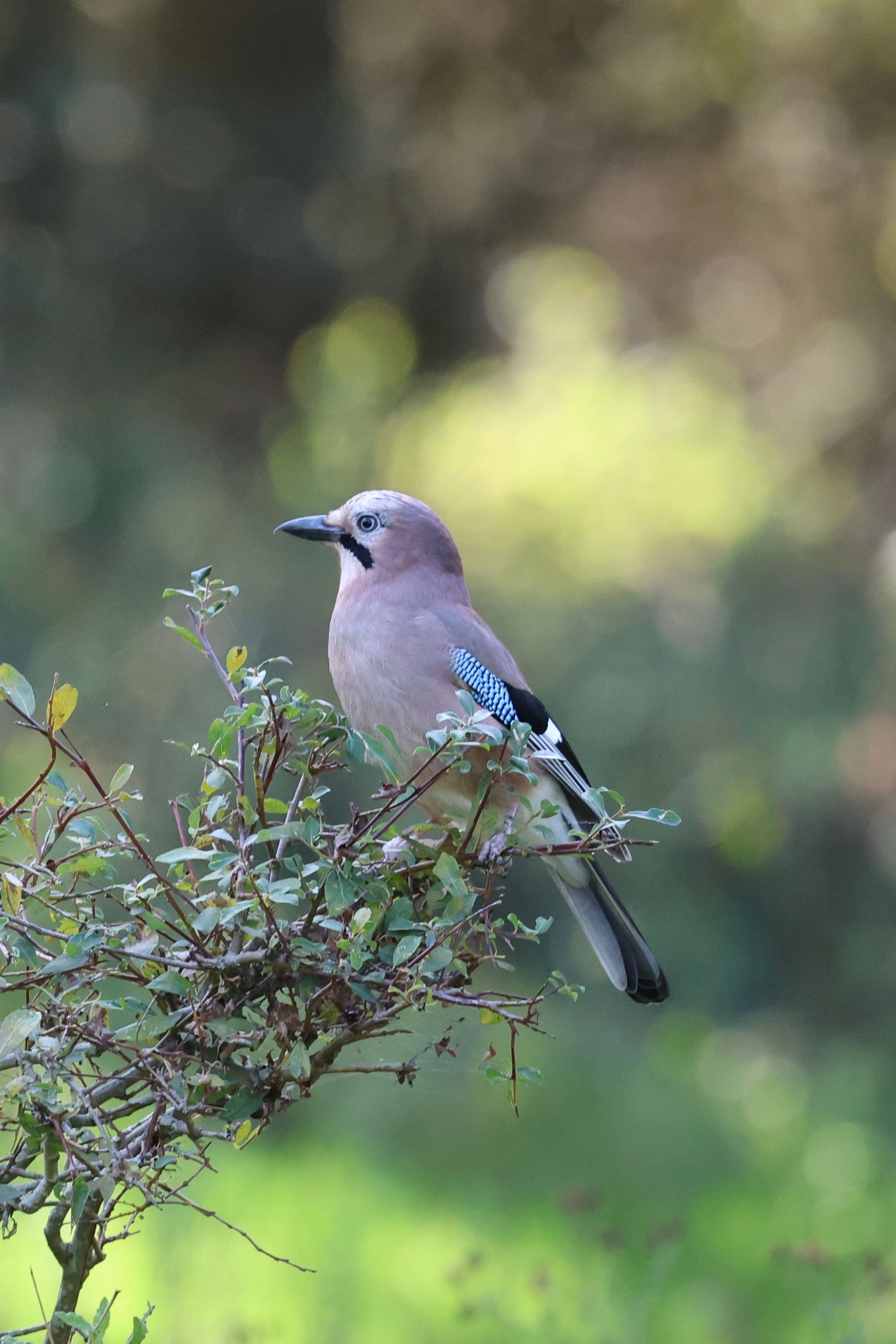 A Eurasian Jay bird elegantly perched on a branch with a blurred natural background in Dial Post, UK.