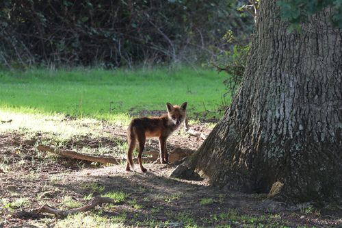 Free A solitary wild fox stands by a large tree trunk in a green meadow, captured in Dial Post, England. Stock Photo