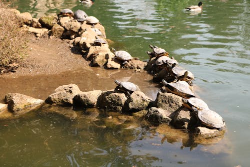 Free stock photo of turtles Stock Photo