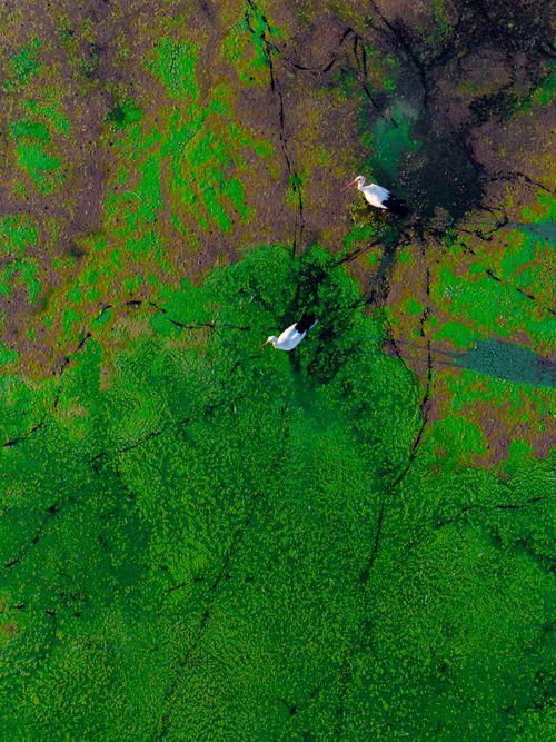 Free Stunning aerial shot of two storks in vibrant green marshland, offering a glimpse of Adıyaman's unique wildlife. Stock Photo