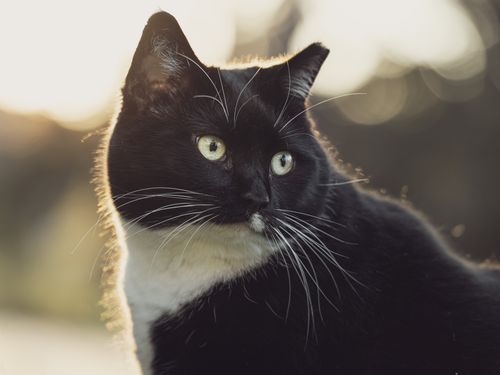 Free A captivating portrait of a black and white tuxedo cat with bright eyes in natural light. Stock Photo