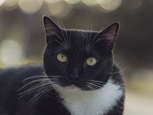 Free Captivating portrait of a tuxedo cat with bright eyes in natural light, emphasizing its elegant whiskers. Stock Photo