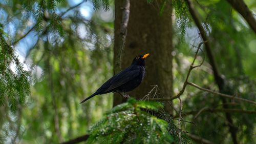 Free A blackbird with a bright yellow beak sits on a tree branch in a lush green forest. Stock Photo