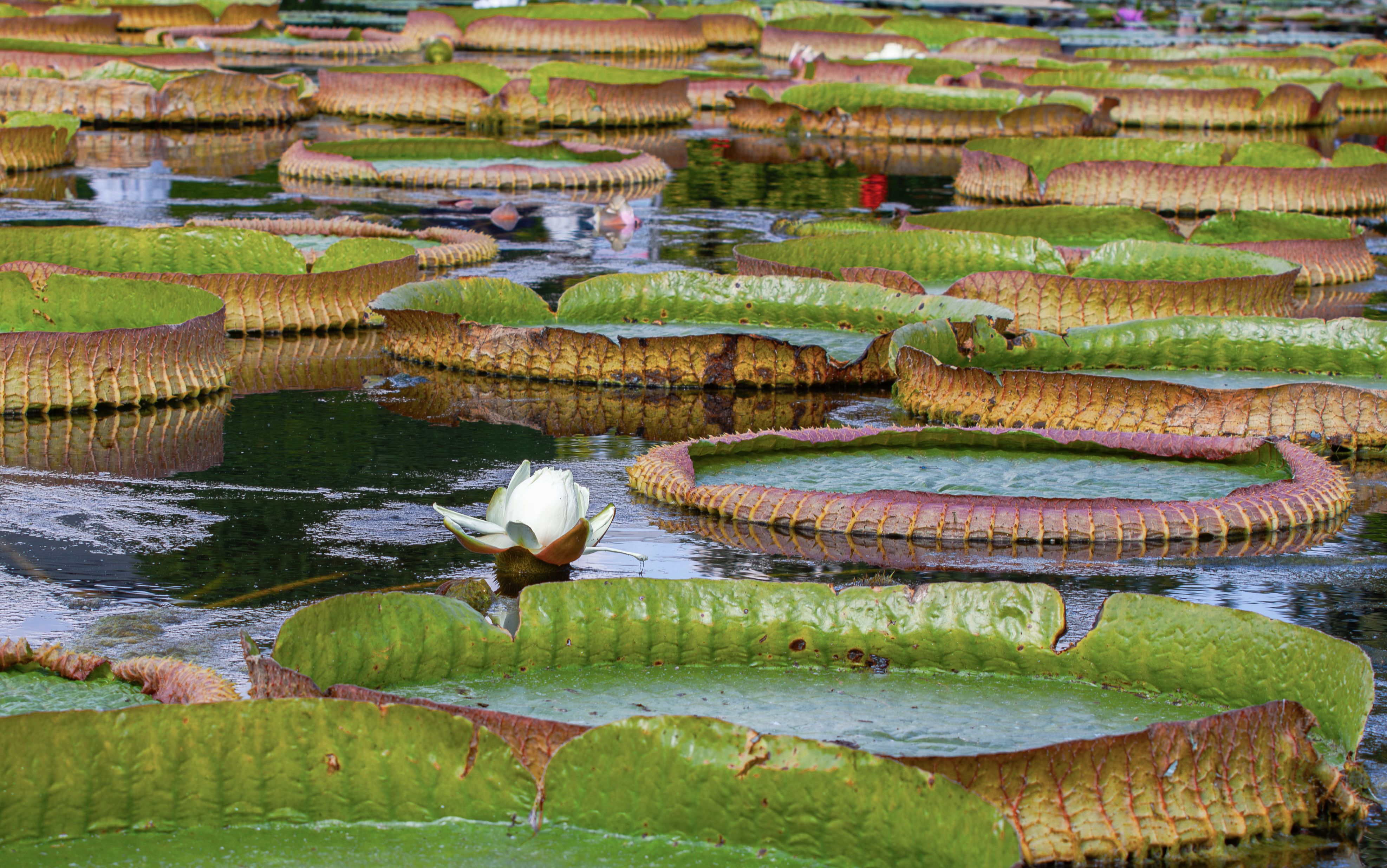 Instagram Photo Leads to New Giant Water Lily in Colombia
