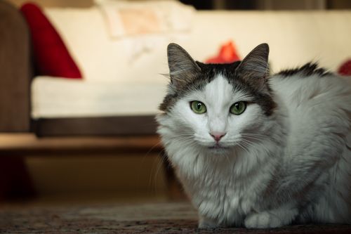 Free A fluffy domestic cat with green eyes in a warm, cozy indoor living room setting. Stock Photo
