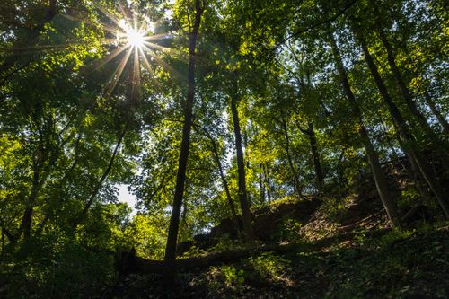 Free Sunlight filters through a vibrant summer forest, creating a serene and natural atmosphere. Stock Photo