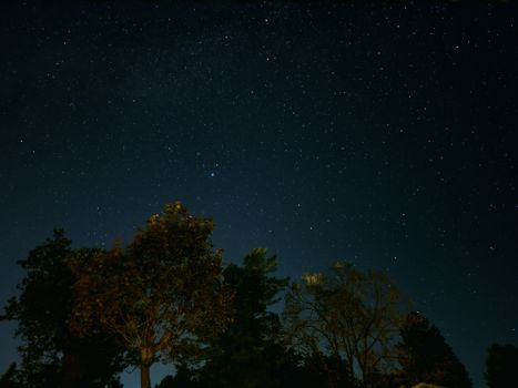 A serene star-filled night sky captured above silhouetted trees in nature.