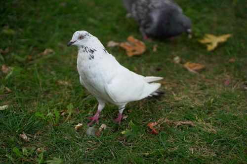 Free A white pigeon stands on a grassy lawn with leaves, displaying its distinctive markings in a park setting. Stock Photo