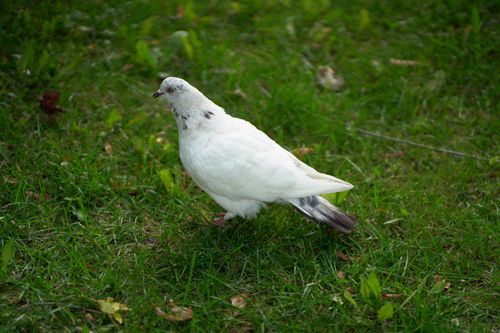 Free A white pigeon with dark markings walks gracefully over vibrant green grass. Stock Photo