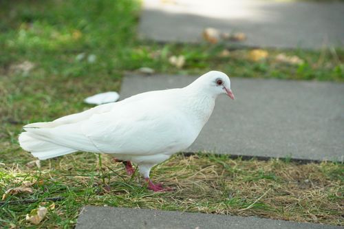 Free White pigeon walking on a grass and concrete pathway in an urban setting, highlighting nature in the city. Stock Photo