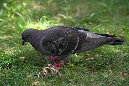 Free Detailed shot of a pigeon foraging on green grass during the day. Ideal for wildlife themes. Stock Photo