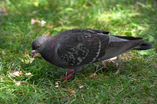 Free Detailed image of a common pigeon searching for food on grassy ground. Stock Photo