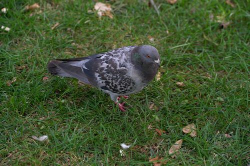 Free Detailed view of a pigeon walking on a grassy field, showing natural wildlife behavior. Stock Photo