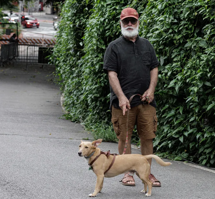 senior dog harness