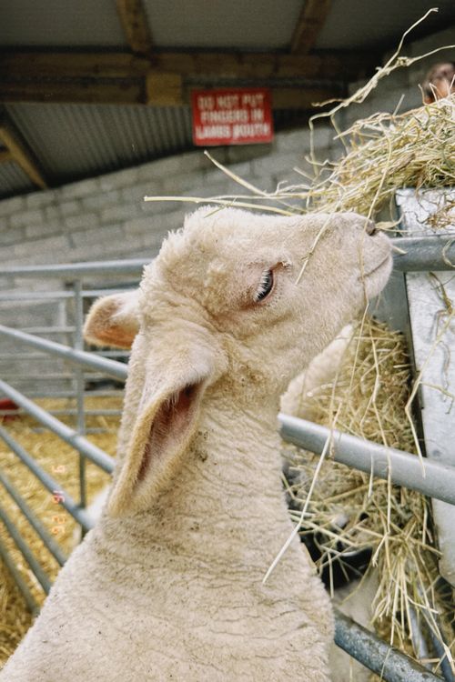 Free Adorable sheep munching on hay inside a cozy barn in Ireland. Stock Photo