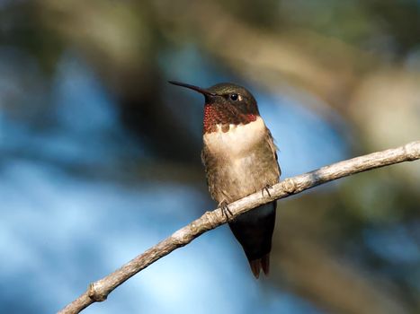 Ruby-throated hummingbird on a branch in Athens, Alabama, showcasing vibrant colors.