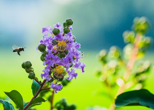 Free Close-up of a purple crape myrtle blossom with a bee hovering nearby, captured in bright summer light. Stock Photo