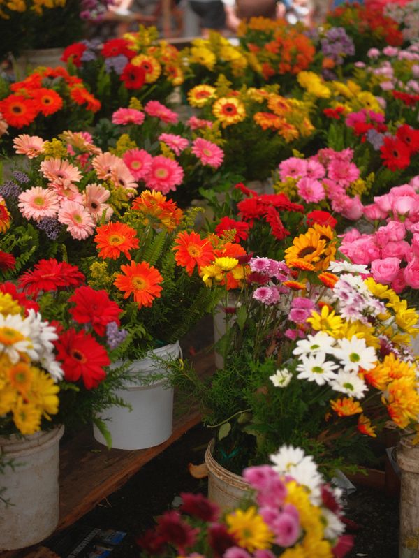 Vibrant display of flowers at a market in Rio de Janeiro, showcasing various blooms in full color.