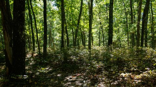 Free Sunlight filtering through a dense forest in Sharon, MA, creating a serene ambiance. Stock Photo