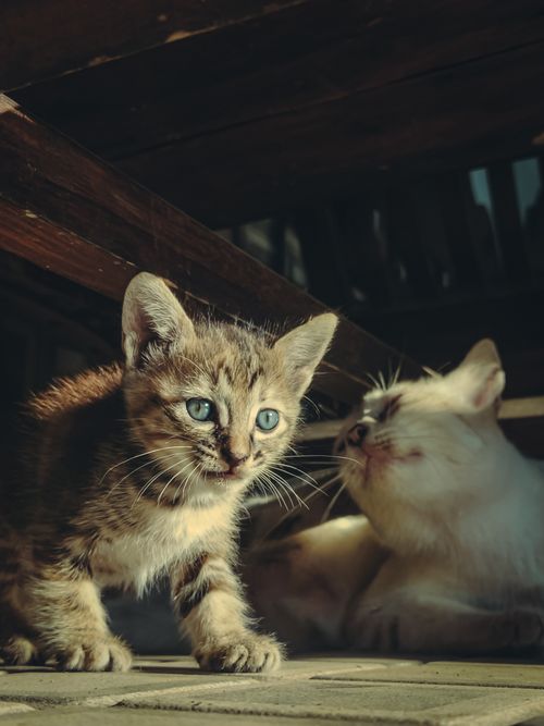 Free Cute kitten with mother cat relaxing in a warm, shaded spot. Perfect for pet-themed concepts. Stock Photo