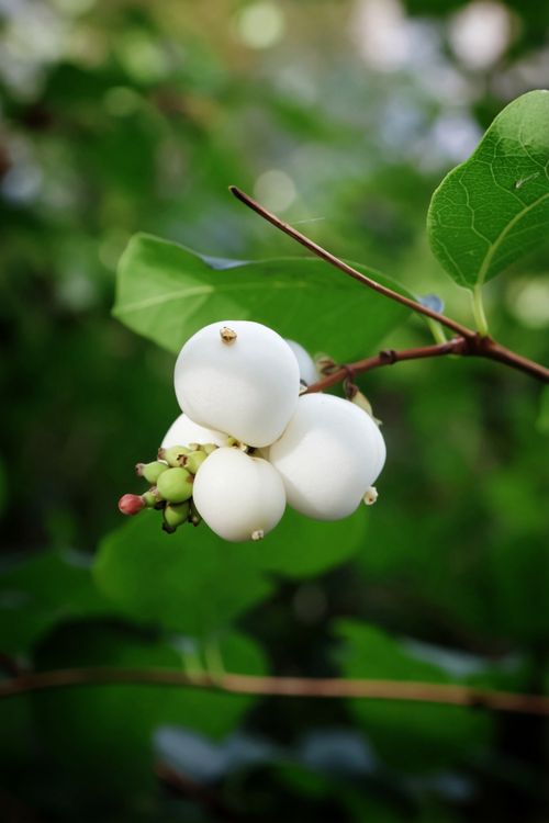 Free Detailed view of a snowberry (Symphoricarpos albus) cluster with green foliage. Stock Photo
