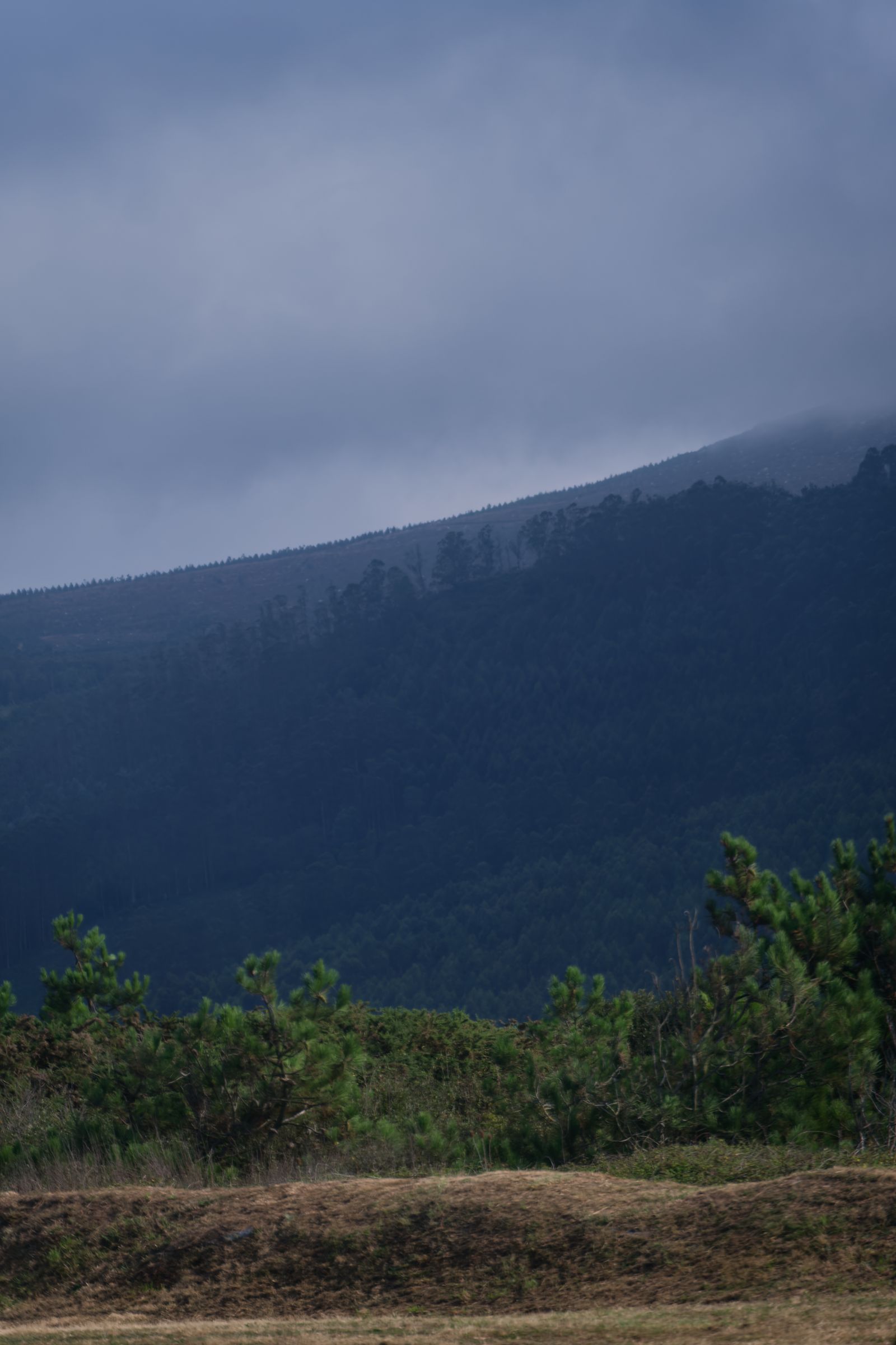Brume bleutée sur un coteau d'eucalyptus, à Lugo, en Galice