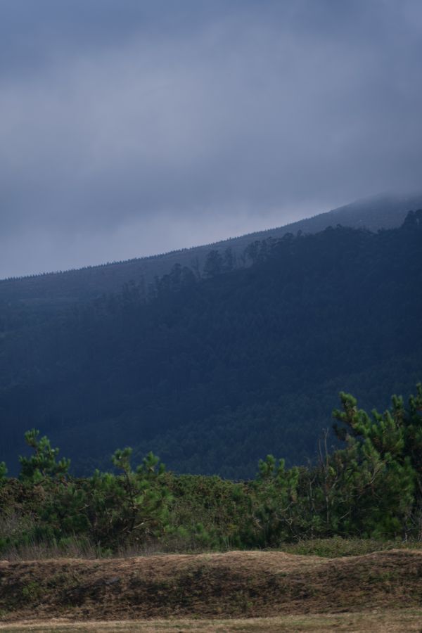Brume bleutée sur un coteau d'eucalyptus, à Lugo, en Galice