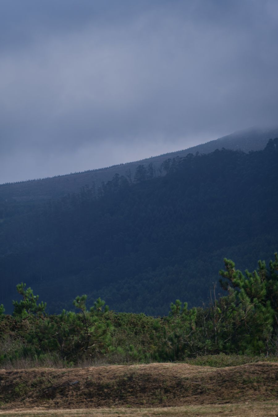 Brume bleutée sur un coteau d'eucalyptus, à Lugo, en Galice