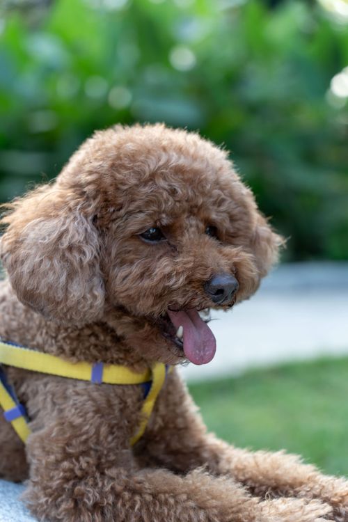 Free A fluffy brown poodle with curly fur resting happily on the grass outside. Stock Photo