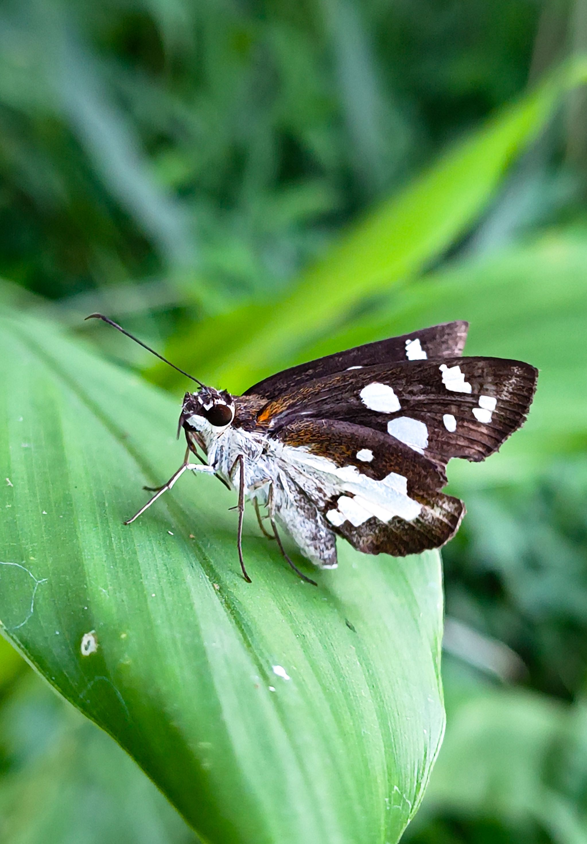 Close-up of a brown butterfly with white spots resting on a green leaf in India.