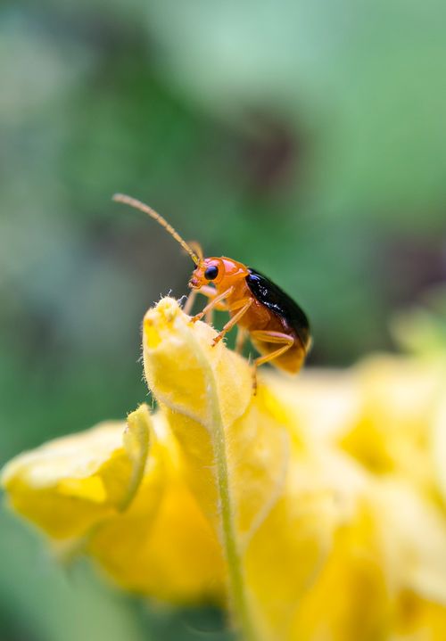 Free A vivid close-up of an orange beetle perched on a vibrant yellow flower petal against a blurred green background. Stock Photo