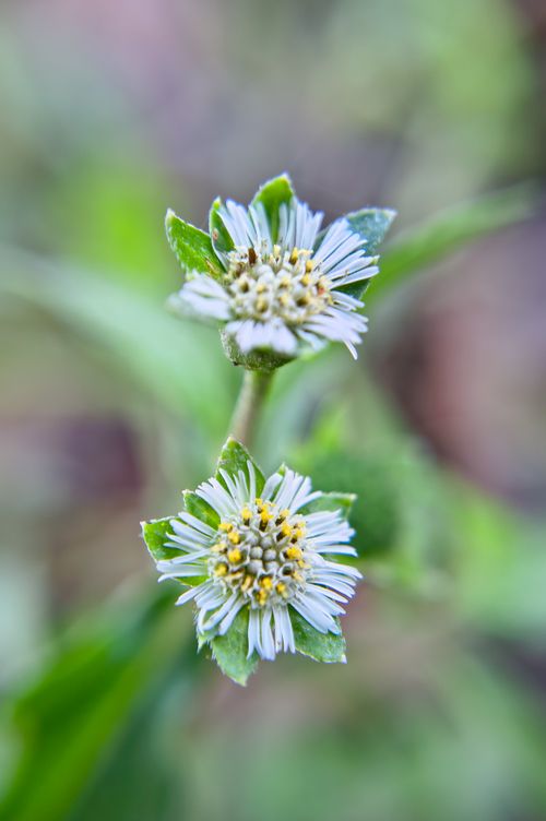Free A detailed view of blooming Bidens pilosa with delicate white petals and yellow centers. Stock Photo