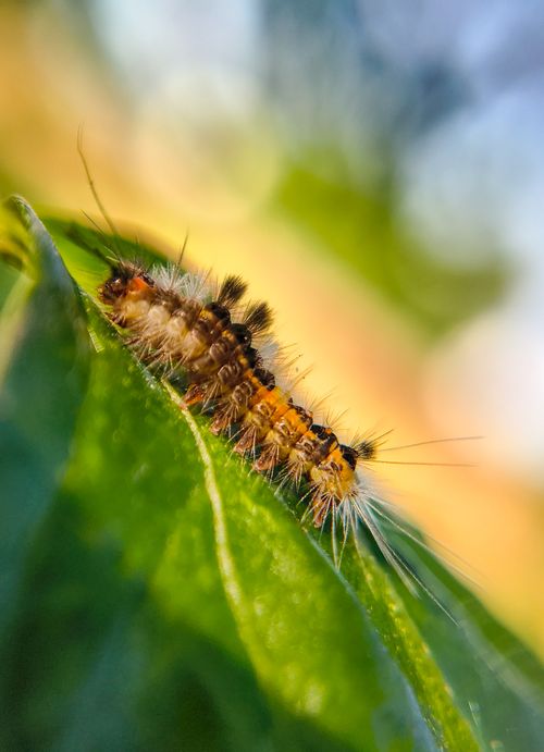 Free Macro shot capturing a hairy caterpillar resting on a leaf in Bilaspur, India. Stock Photo