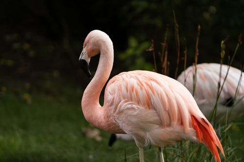 Free Close-up of a flamingo standing gracefully with vibrant pink feathers in a lush green environment. Stock Photo