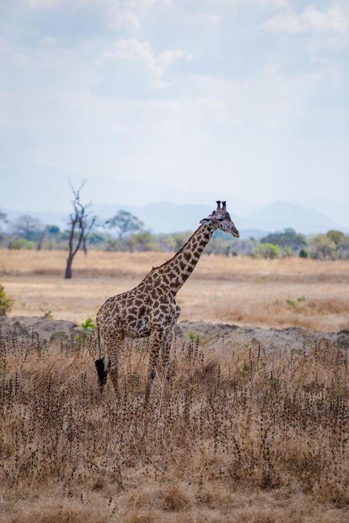 Free A lone giraffe grazes in the vast savannah of Morogoro, Tanzania, under a clear sky. Stock Photo