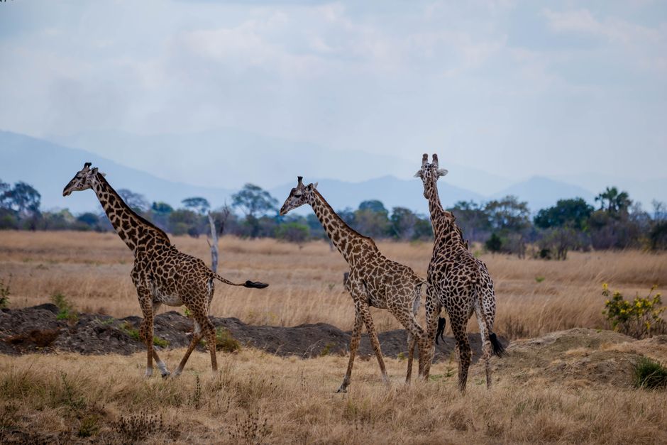 Three giraffes wander across the savannah landscape in Mikumi National Park, Tanzania.