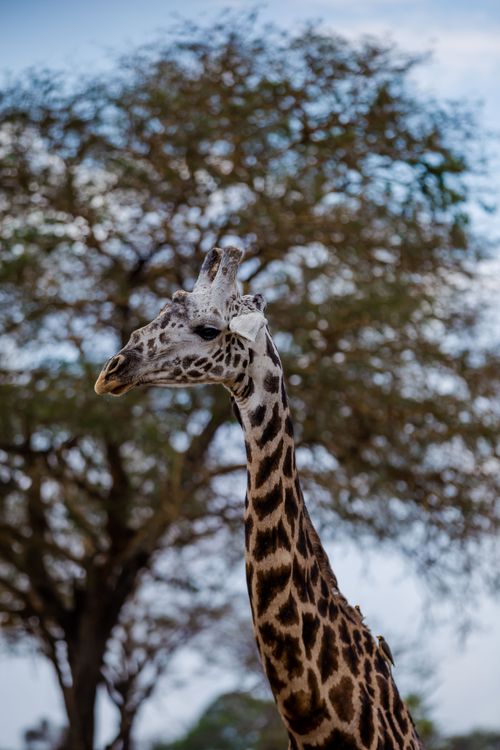 Free Close-up of a giraffe in Morogoro Region, Tanzania under a clear sky. Stock Photo