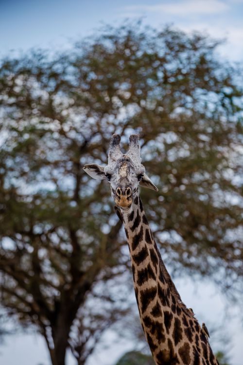 Free A majestic giraffe standing tall against a tree backdrop in Tanzania. Stock Photo
