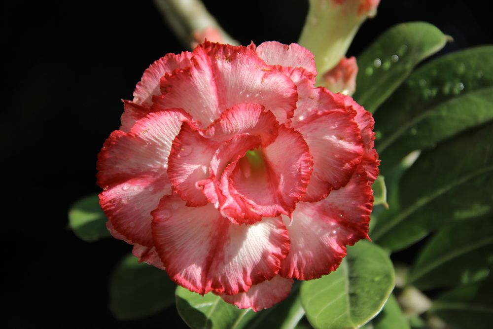 Rosa com branco luminoso