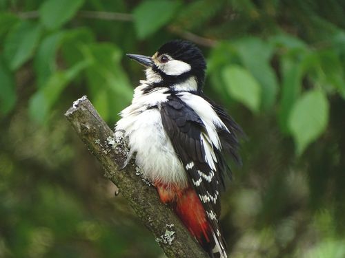 Free Close-up of a Great Spotted Woodpecker resting on a tree branch in lush greenery. Stock Photo