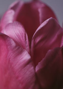 Intimate view of a pink tulip flower with delicate petals, capturing its natural beauty.